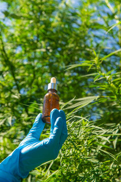 Cannabis growing, medical check. Selective focus.