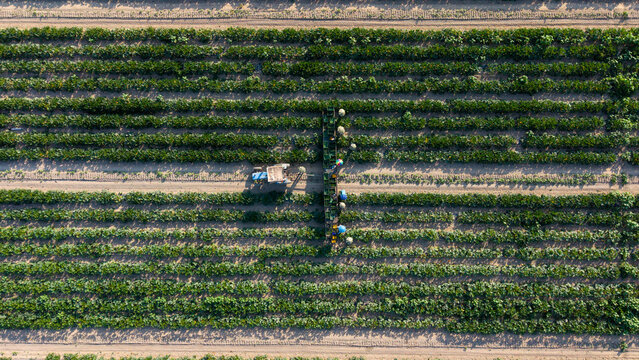 Aerial view of farm workers harvesting fresh zucchini while a tractor slowly carries boxes through the field in San Giuliano Milanese, Lombardy, Italy.