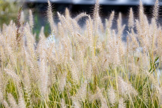 Golden flower spikes of Pennisetum alopecuroides Hameln ornamental grass. Soft feathery fountain grass illuminated by bright natural sunlight.