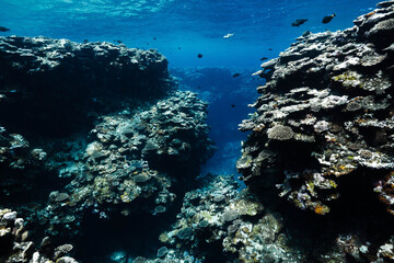 Tropical ocean floor covered with coral reefs and marine life © Satoshi