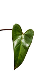 Single Green Heart Shaped Philodendron Leaf Isolated on Transparent Background © Jasid Gallery
