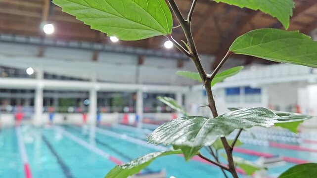 Fresh green leaf frames blurred indoor swimming pool. Water droplets cling to plant surface. Pool lanes and bright lights visible in background. Natural element contrasts with indoor aquatic facility