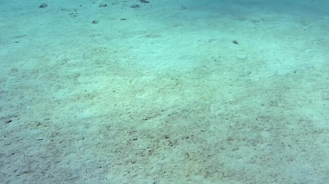The film shows a view of the ocean floor with sandy textures and patches of coral. The sunlight creates reflections on the water, revealing motion and life in the aquatic environment.