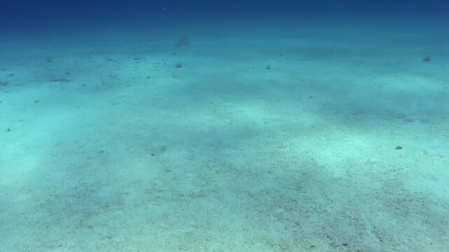 Beneath the surface of a coastal location, various marine species interact with their environment. The light filters through clear water, creating patterns on the sandy bottom.