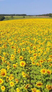 Vertical aerial video  of sunflower fields in Altai region. Drone moves backwards.