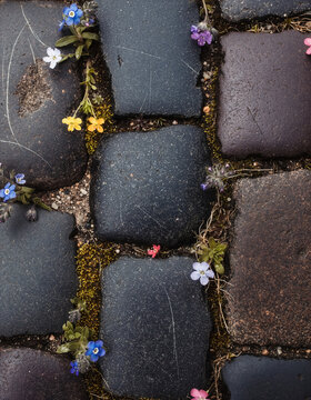 Delicate, colorful wildflowers pushing through cracks and moss between dark, rough cobblestones, symbolizing resilience, endurance, and life thriving in urban environments against challenges