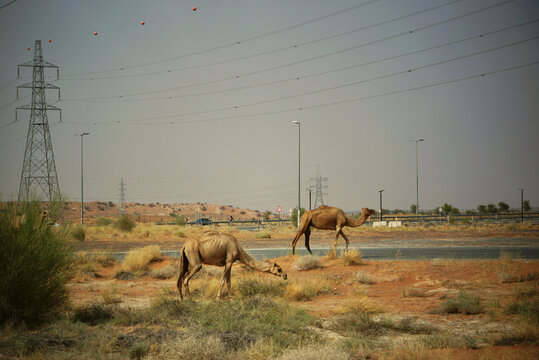 Two dromedary camels grazing beside a desert road and high voltage power lines in the United Arab Emirates.