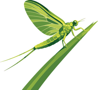 mayfly alighting on reed side profile facing right full body, aquatic insect, vector illustration