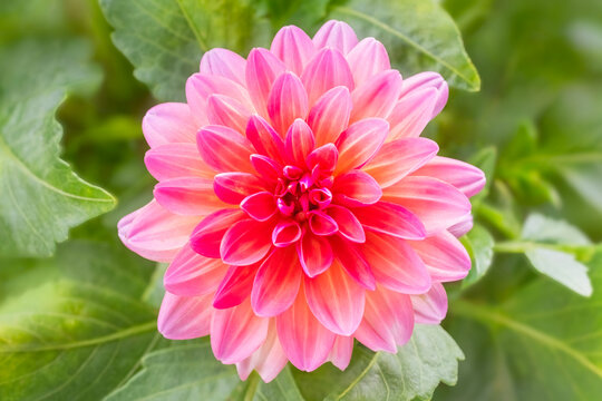 Pink Dahlia Bloom Closeup in a Garden