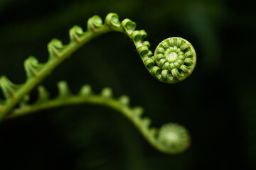 Macro of two green fern fronds uncurling with selective focus on black background. © Taan Nature Textures