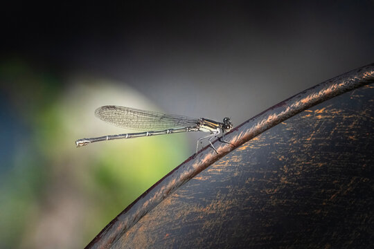 Damselfly on a Metal Weathervane