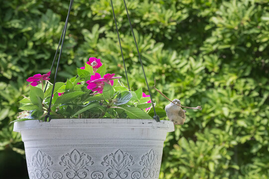 Wren Works on Building a Nest