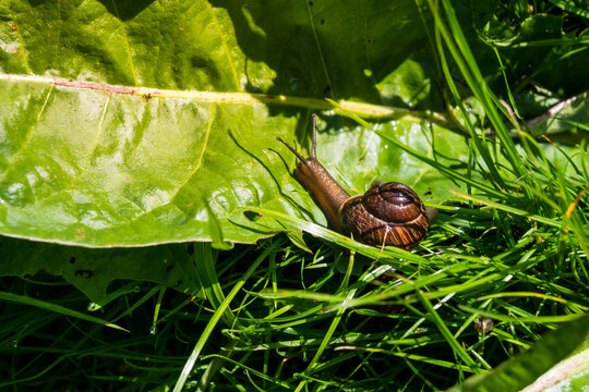A brown garden snail with a spiral shell crawling on a large green leaf in the grass. The bright sunlight highlights its textured shell and slimy body.