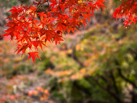 秋の紅葉したもみじ