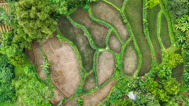 Aerial view of lush green rice terraces with varying soil tones and surrounding tropical trees in Sukabumi, West Java, Indonesia.