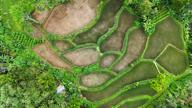 Aerial view of lush rice terraces with intricate patterns of green and brown fields surrounded by dense tropical vegetation in Sukabumi, West Java, Indonesia.