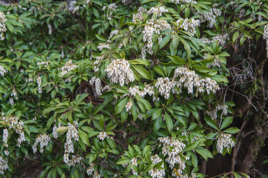 アセビ〈Pieris japonica subsp. japonica）鈴なりに咲く白い花／日本東秩父村・4月