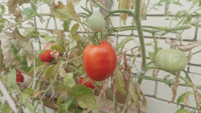 A ripe red plum tomato on a vine in a greenhouse, with green, red tomatoes and weathered leaves in the background.