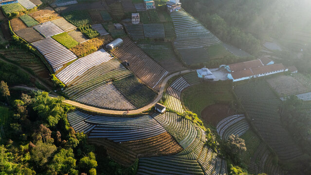 Aerial view of terraced vegetable fields on the mountainside, Kaliangkrik, Central Java, Indonesia.