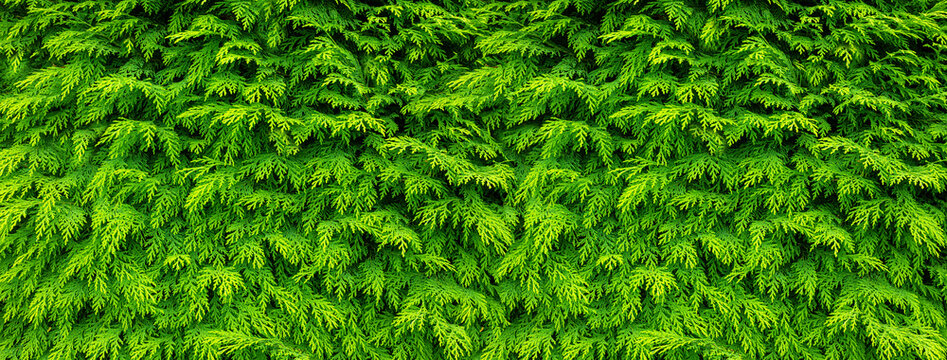 Green evergreen thuja foliage creating natural background texture
