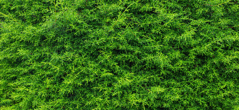 Green thuja foliage forming a dense hedge texture