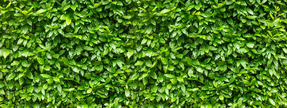 Green leaves creating natural hedge wall texture background