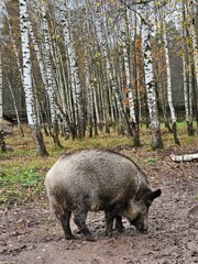 Naklejka premium Wild boar forages in a birch forest. Muddy ground surrounds the animal. Trees stand tall behind the boar. Fall leaves cover the forest floor. Animal looks down, searching the earth
