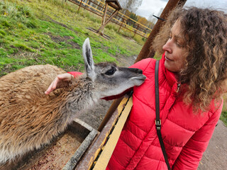 Woman pets llama through fence at outdoor farm. Llama nuzzles woman cheek gently. Grassy field and wooden structure visible. Person wears red puffer jacket with bag strap © Pavel Losevsky
