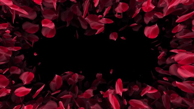 Romantic rectangle red rose petal Frame animation.