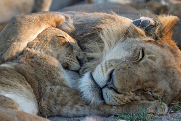 Lion and cub snuggling and sleeping, Botswana safari