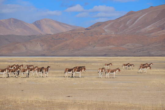 Equus kiang in high altitude grassland