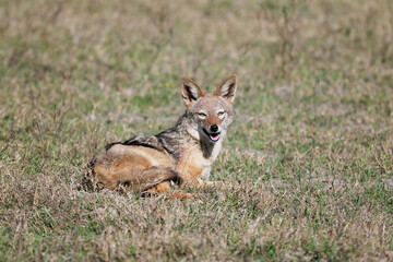 Black backed jackal resting on Okavango grassland