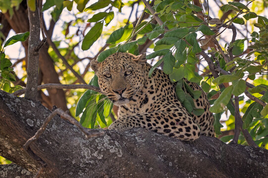 Leopard resting in Botswana tree canopy