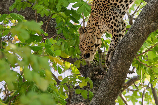 Leopard resting in Botswana tree canopy