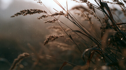 Obraz premium Close Up Of Wild Grass Ears In Beautiful Golden Sunset