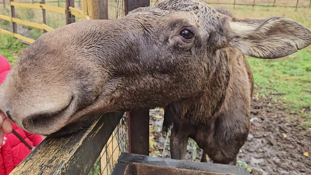 Young woman pets a moose behind a fence. The moose stands near a wooden feeding trough. The scene is set in a muddy, grassy enclosure