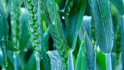 Naklejka premium Green wheat ears with morning dew water drops 