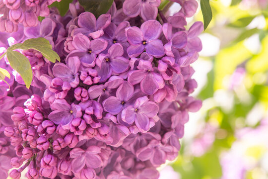 Purple Lilac pink flower Blossom. Syringa Flowers