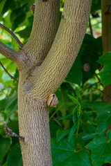A grove snail with brown and yellow striped shell clinging to a textured tree trunk in a green summer garden with foliage and ivy in background © Margarita