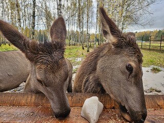 Naklejka premium Two deer lean over a wooden feeder in a wet, autumnal forest. Their ears are perked, eyes gentle, fur damp with morning dew. Shallow pool reflects the muted autumn trees behind them