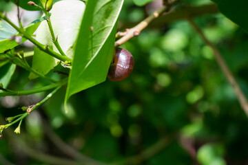 A dark-shelled snail rests on a bright green leaf, macro detail revealing the quiet beauty of small forest creatures in natural habitat © Margarita