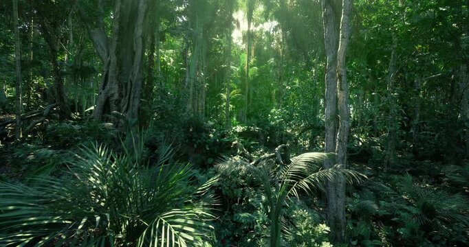 Mossy boulder surrounded by dense fern valley, shaded trunks, creeping vines and sporadic light pockets creating textured foreground and immersive natural depth