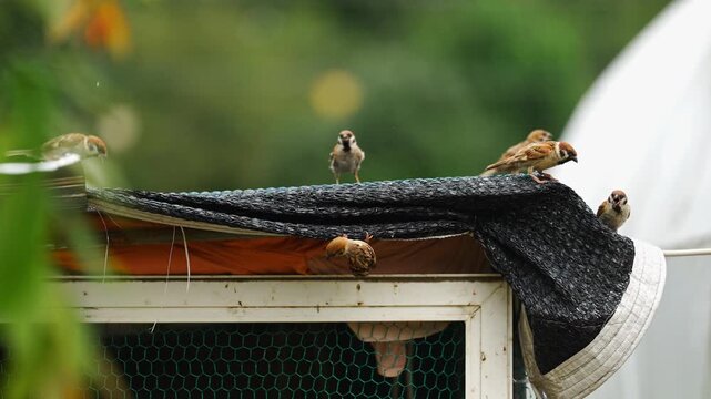 Flock of Sparrows on Coop Roof as One Falls and Another Follows 4K