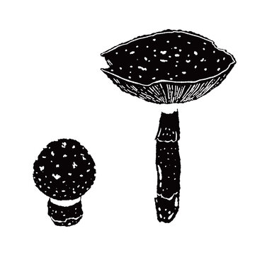 Two Fly Agaric Mushrooms Pair Variation 3 Monochrome Illustration