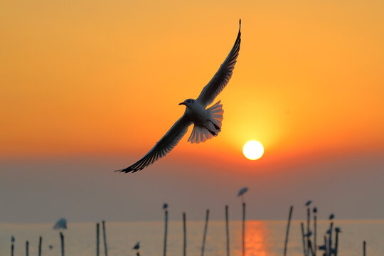 A beautiful seagull flying in the sky during sunset.