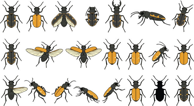 Beetle insect set for nature study, pest control and entomology research. Wildlife, bug and animal icons in collection for biology education, scientific guide, graphic design and environment info.