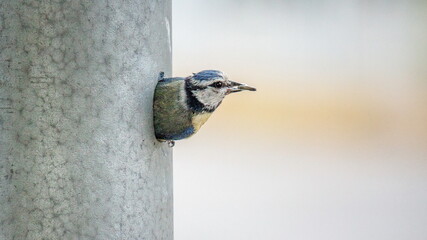 great tit parus major © lazalnik
