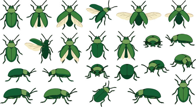 Green beetle insect, bug and wildlife icon set for nature education, biology study and environmental science. Animal, garden and pest collection with organic shapes, ecology and spring season theme