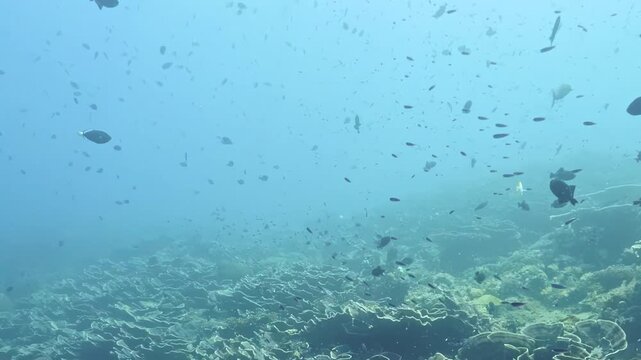 Tiny colorful fish dart through turquoise water above a vibrant coral reef at high noon, creating a rhythmic dance in this peaceful Pacific sanctuary.