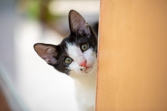 Black and White Cat Peeking Around Yellow Wall